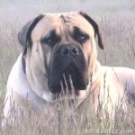 Boerboel Bruce fawn Fell Farbe Mastiff Typ