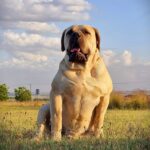 Boerboel Typ Bulldog mit massiver Brust sitzend im Feld