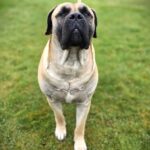 Boerboel Rüde hoch beinig agil und funktional