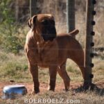 Brauner Boerboel Rüde Bullterrier Typ in Südafrika in einem Gehege